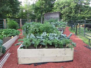 Raised bed with Kale and Tomatoes
